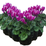 Cyclamen persicum 'Purple Flame' from Cedar Nursery, Cobham