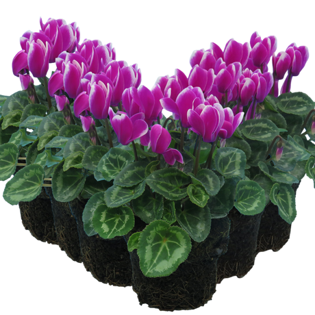 Cyclamen persicum 'Purple Flame' from Cedar Nursery, Cobham