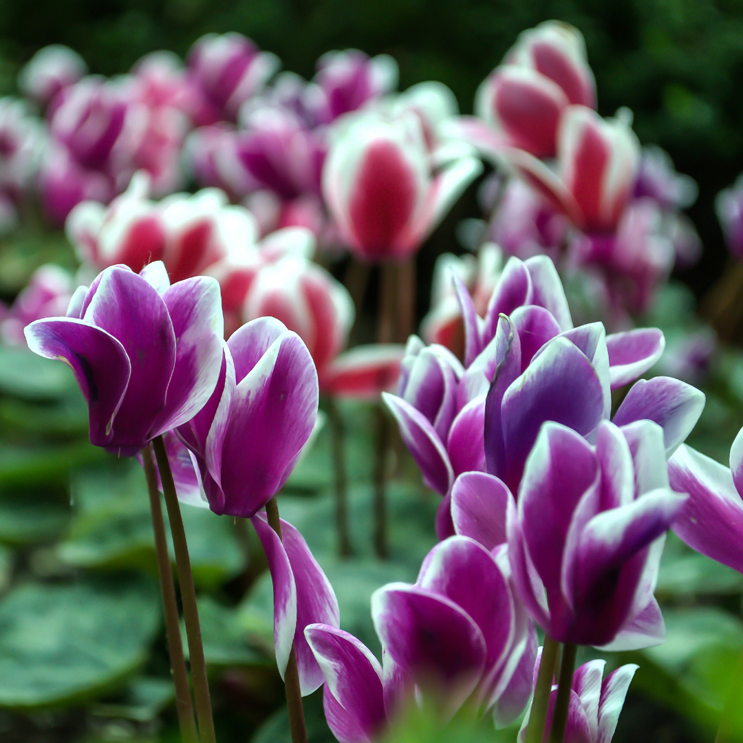 Cyclamen persicum 'Purple Flame' from Cedar Nursery, Cobham