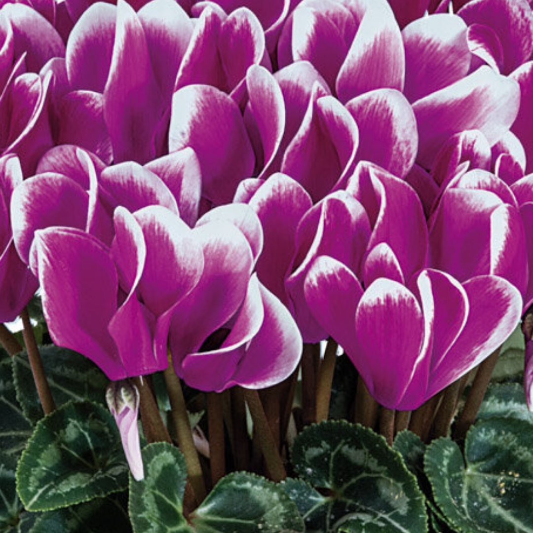 Cyclamen persicum 'Purple Flame' from Cedar Nursery, Cobham