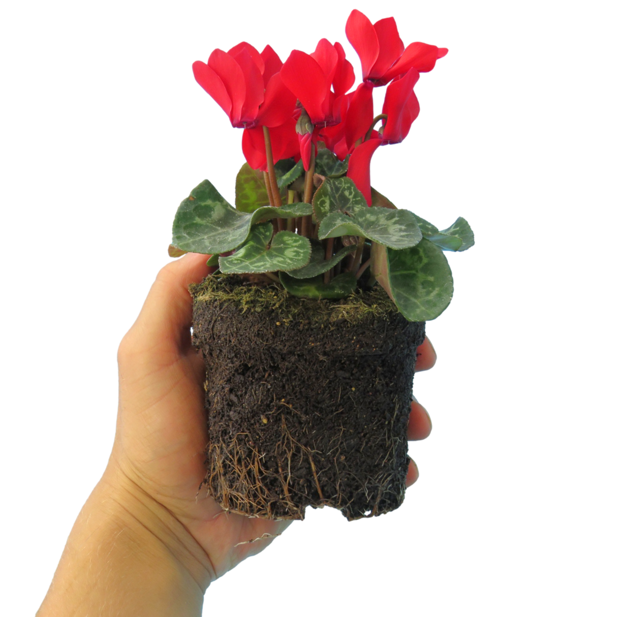 Cyclamen persicum 'Red' from Cedar Nursery, Cobham