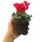 Cyclamen persicum 'Red' from Cedar Nursery, Cobham