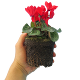 Cyclamen persicum 'Red' from Cedar Nursery, Cobham