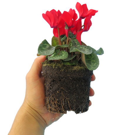 Cyclamen persicum 'Red' from Cedar Nursery, Cobham