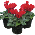 Cyclamen persicum 'Red' from Cedar Nursery, Cobham