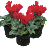 Cyclamen persicum 'Red' from Cedar Nursery, Cobham