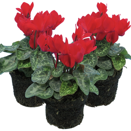 Cyclamen persicum 'Red' from Cedar Nursery, Cobham