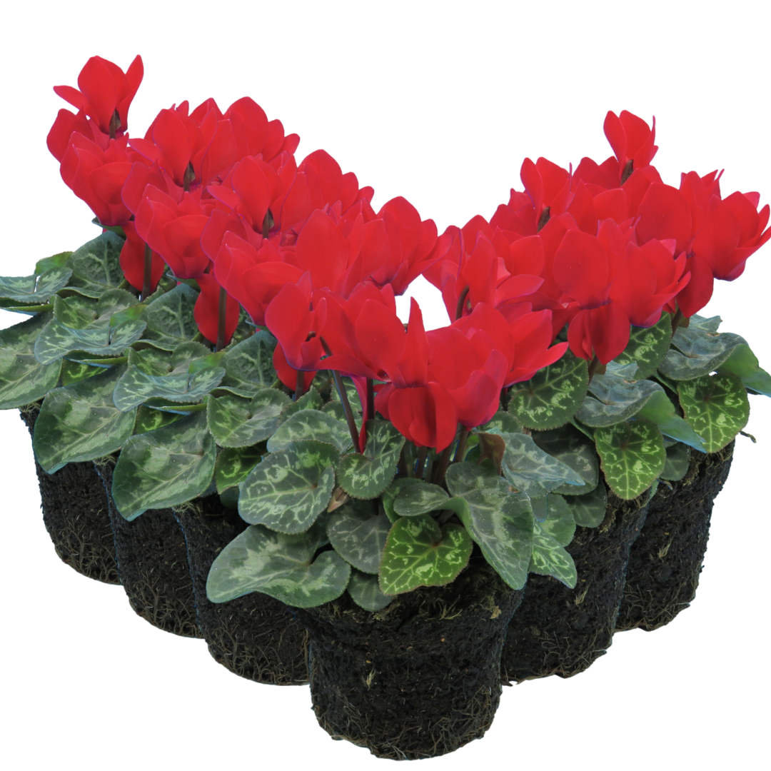 Cyclamen persicum 'Red' from Cedar Nursery, Cobham