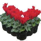 Cyclamen persicum 'Red' from Cedar Nursery, Cobham