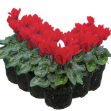 Cyclamen persicum 'Red' from Cedar Nursery, Cobham