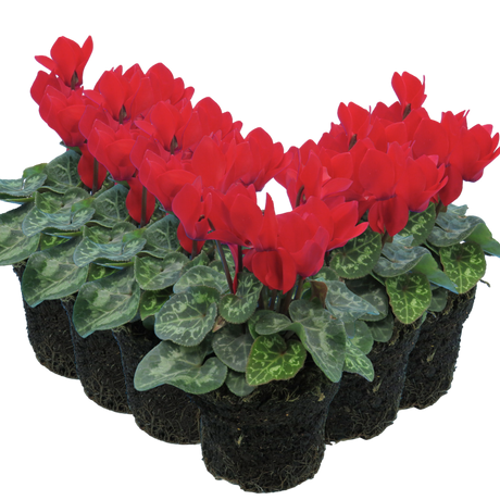 Cyclamen persicum 'Red' from Cedar Nursery, Cobham