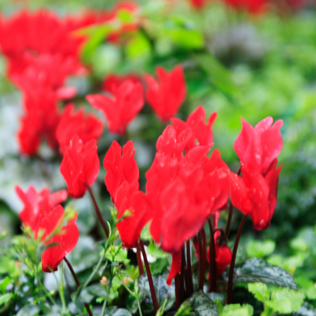 Cyclamen persicum 'Red' from Cedar Nursery, Cobham
