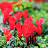 Cyclamen persicum 'Red' from Cedar Nursery, Cobham