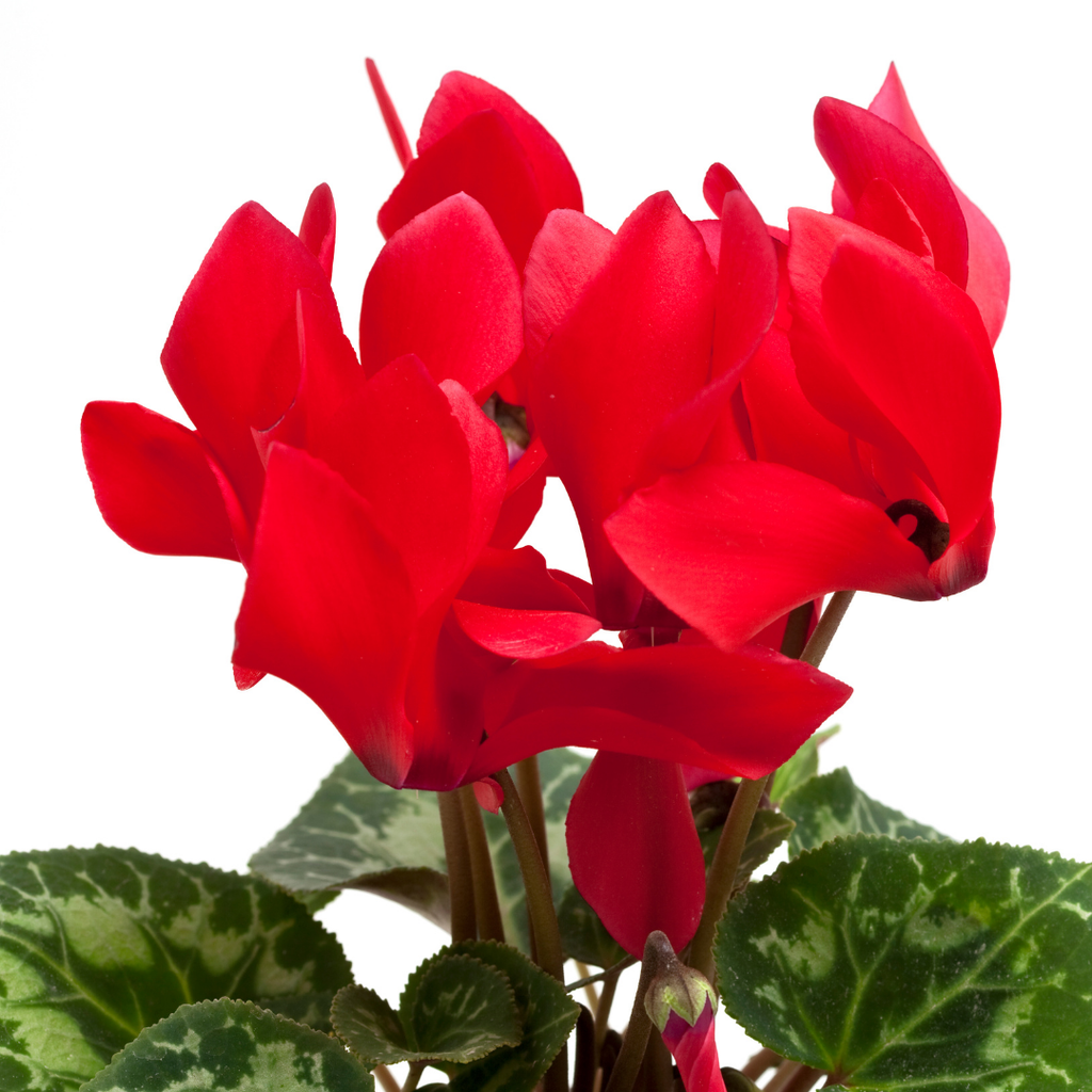 Cyclamen persicum 'Red' from Cedar Nursery, Cobham
