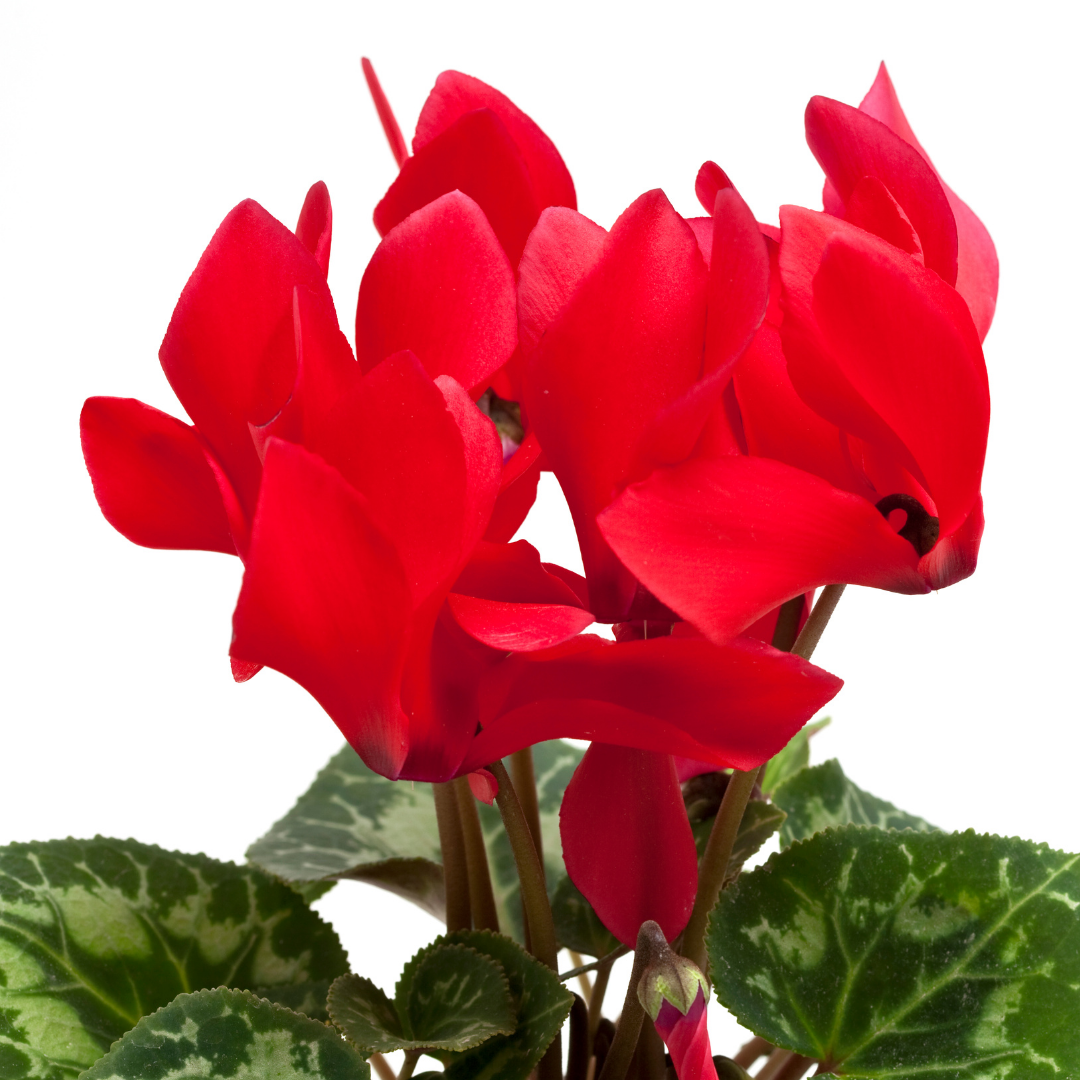 Cyclamen persicum 'Red' from Cedar Nursery, Cobham