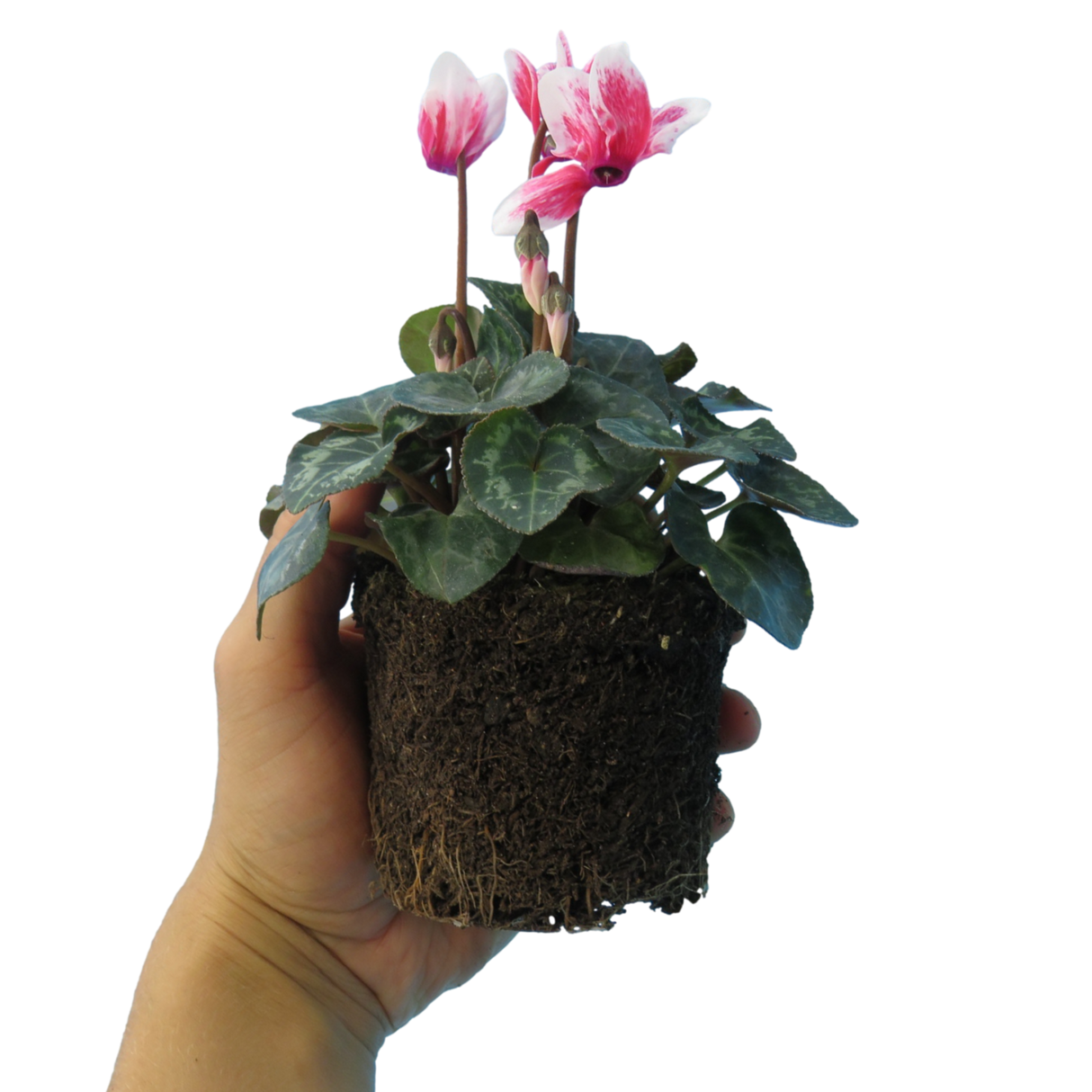 Cyclamen persicum 'Red Flame' from Cedar Nursery, Cobham