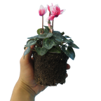 Cyclamen persicum 'Red Flame' from Cedar Nursery, Cobham