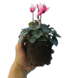 Cyclamen persicum 'Red Flame' from Cedar Nursery, Cobham