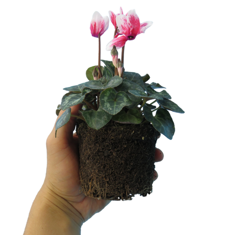 Cyclamen persicum 'Red Flame' from Cedar Nursery, Cobham