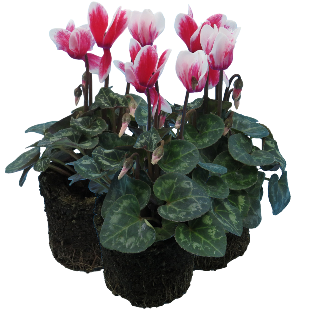 Cyclamen persicum 'Red Flame' from Cedar Nursery, Cobham