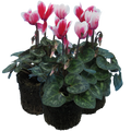 Cyclamen persicum 'Red Flame' from Cedar Nursery, Cobham