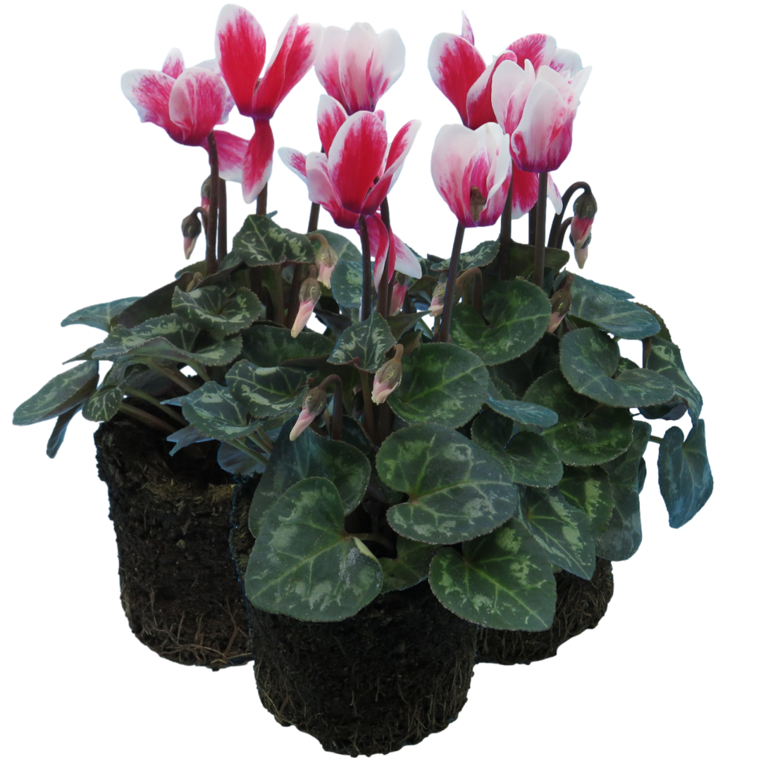 Cyclamen persicum 'Red Flame' from Cedar Nursery, Cobham