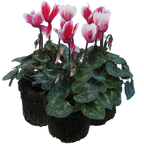 Cyclamen persicum 'Red Flame' from Cedar Nursery, Cobham