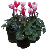 Cyclamen persicum 'Red Flame' from Cedar Nursery, Cobham