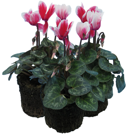 Cyclamen persicum 'Red Flame' from Cedar Nursery, Cobham