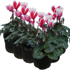 Cyclamen persicum 'Red Flame' from Cedar Nursery, Cobham