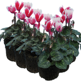 Cyclamen persicum 'Red Flame' from Cedar Nursery, Cobham