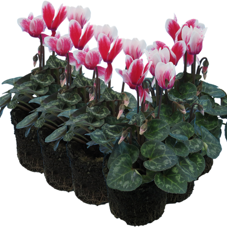 Cyclamen persicum 'Red Flame' from Cedar Nursery, Cobham