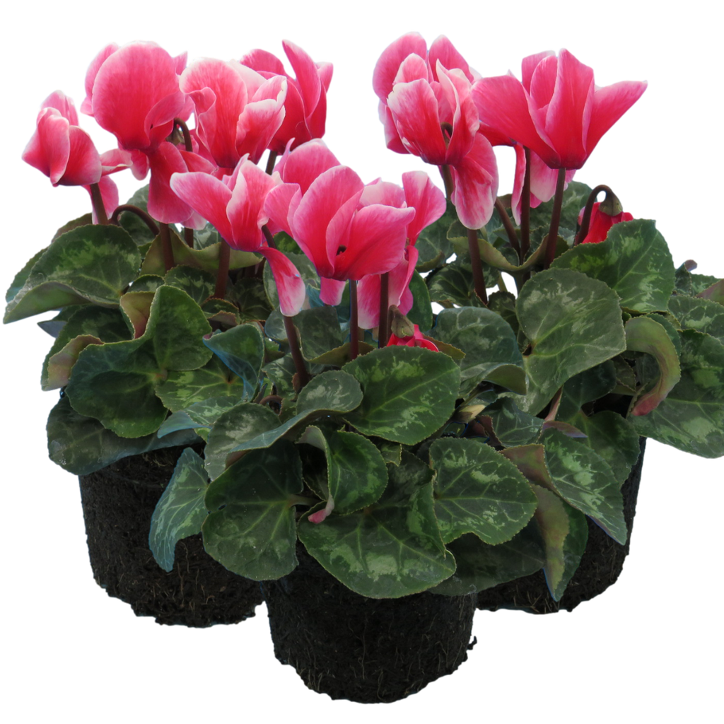 Cyclamen persicum 'Rouge Flame' from Cedar Nursery, Cobham
