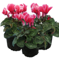Cyclamen persicum 'Rouge Flame' from Cedar Nursery, Cobham