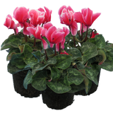 Cyclamen persicum 'Rouge Flame' from Cedar Nursery, Cobham
