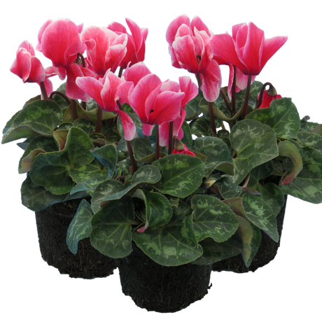 Cyclamen persicum 'Rouge Flame' from Cedar Nursery, Cobham