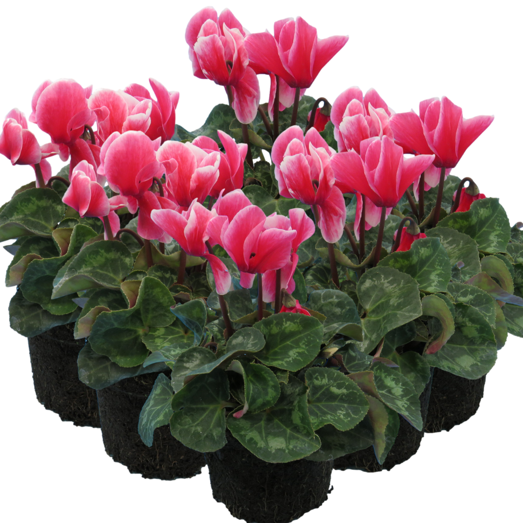 Cyclamen persicum 'Rouge Flame' from Cedar Nursery, Cobham