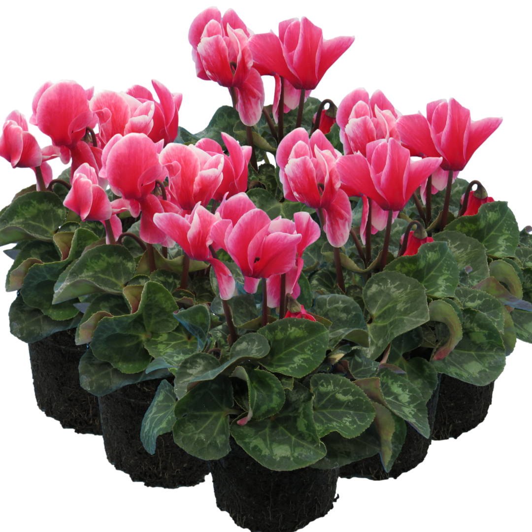Cyclamen persicum 'Rouge Flame' from Cedar Nursery, Cobham