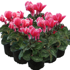 Cyclamen persicum 'Rouge Flame' from Cedar Nursery, Cobham