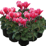 Cyclamen persicum 'Rouge Flame' from Cedar Nursery, Cobham