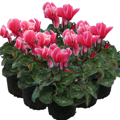 Cyclamen persicum 'Rouge Flame' from Cedar Nursery, Cobham