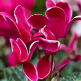 Cyclamen persicum 'Rouge Flame' from Cedar Nursery, Cobham