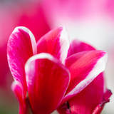 Cyclamen persicum 'Rouge Flame' from Cedar Nursery, Cobham