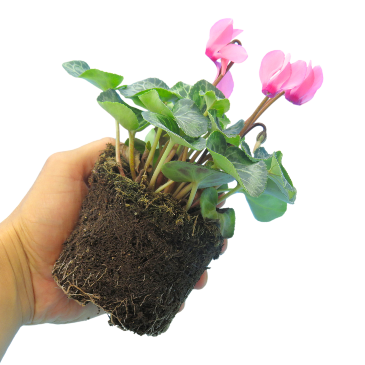 Cyclamen persicum 'Salmon' from Cedar Nursery, Cobham