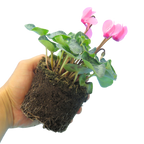 Cyclamen persicum 'Salmon' from Cedar Nursery, Cobham