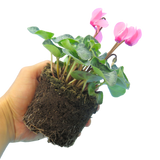 Cyclamen persicum 'Salmon' from Cedar Nursery, Cobham