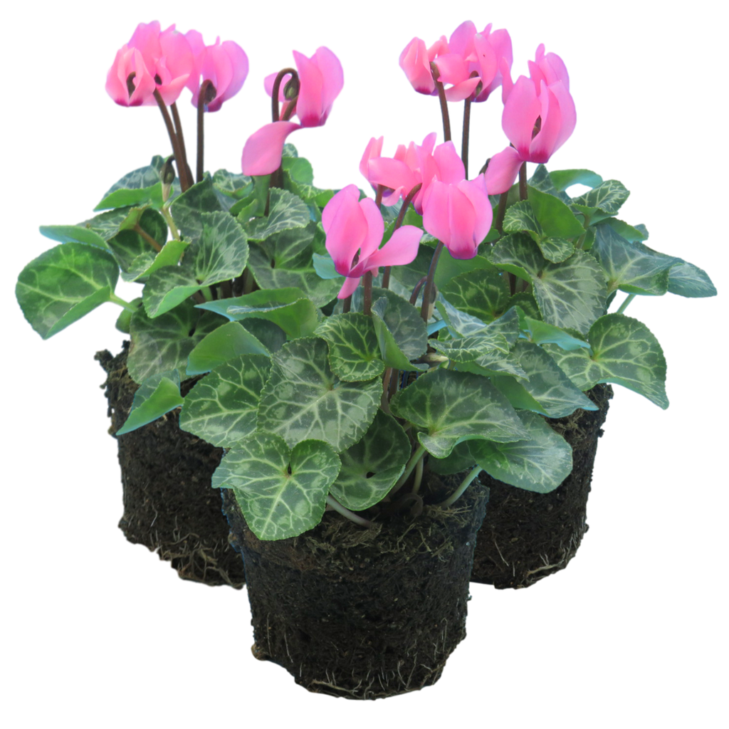 Cyclamen persicum 'Salmon' from Cedar Nursery, Cobham