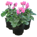 Cyclamen persicum 'Salmon' from Cedar Nursery, Cobham