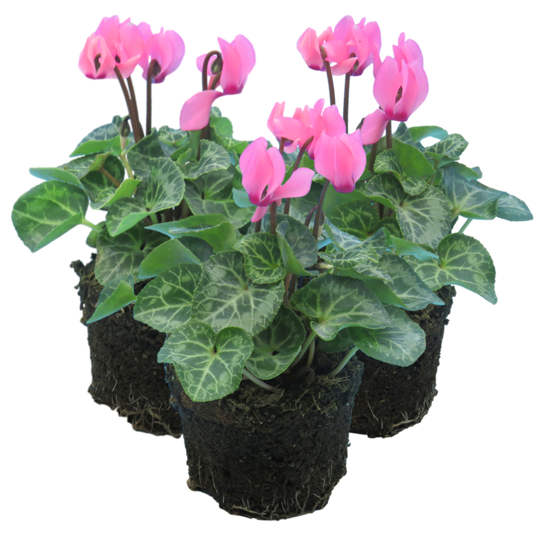 Cyclamen persicum 'Salmon' from Cedar Nursery, Cobham