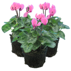 Cyclamen persicum 'Salmon' from Cedar Nursery, Cobham